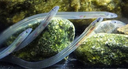 Where to Buy Glass Eels