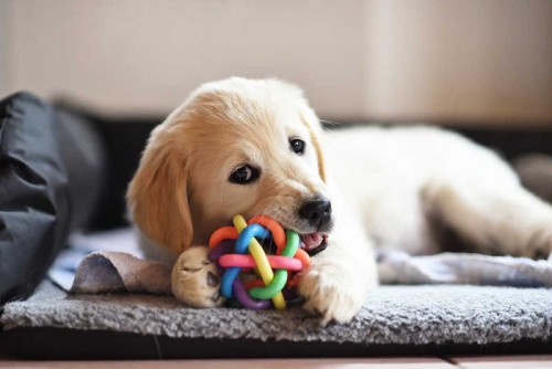 How to Start a Dog Toy Business