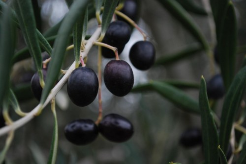 Where To Buy Raw Olives in Bulk? A Definitive Guide for The Best B2b Websites