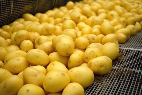 Where to Buy Cheap Potatoes in Bulk