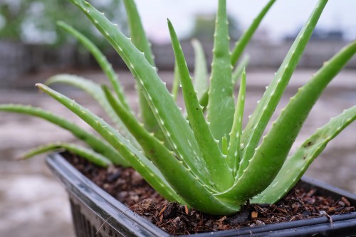 How to sell Aloe Vera online? - Strategies to Find Aloe Vera Buyers