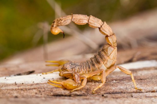 How to Find Scorpion Venom Buyers and Sell Globally